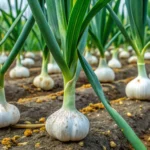 Rentabilité et Planification d’une Exploitation d’Ail : Guide Complet